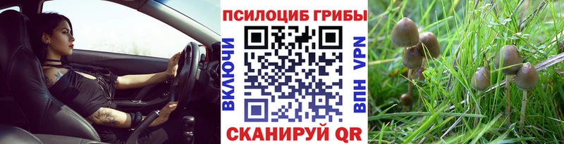 Псилоцибиновые грибы Psilocybe  ОМГ ОМГ сайт  Волгореченск  наркотики 